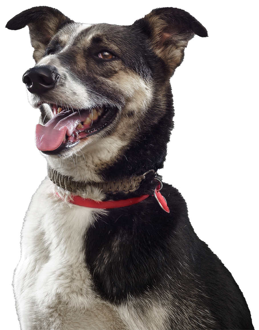 Promo Aliments Crus Grenier